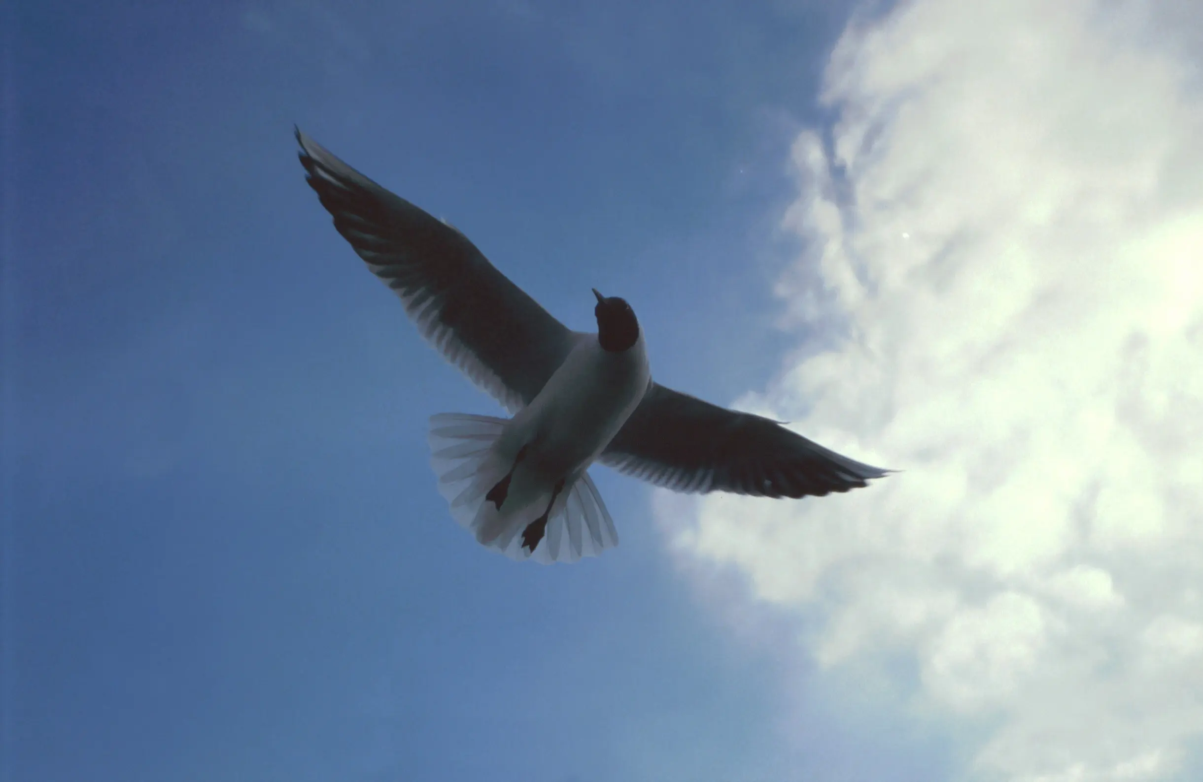 &Fotowelt - tiere\voegel