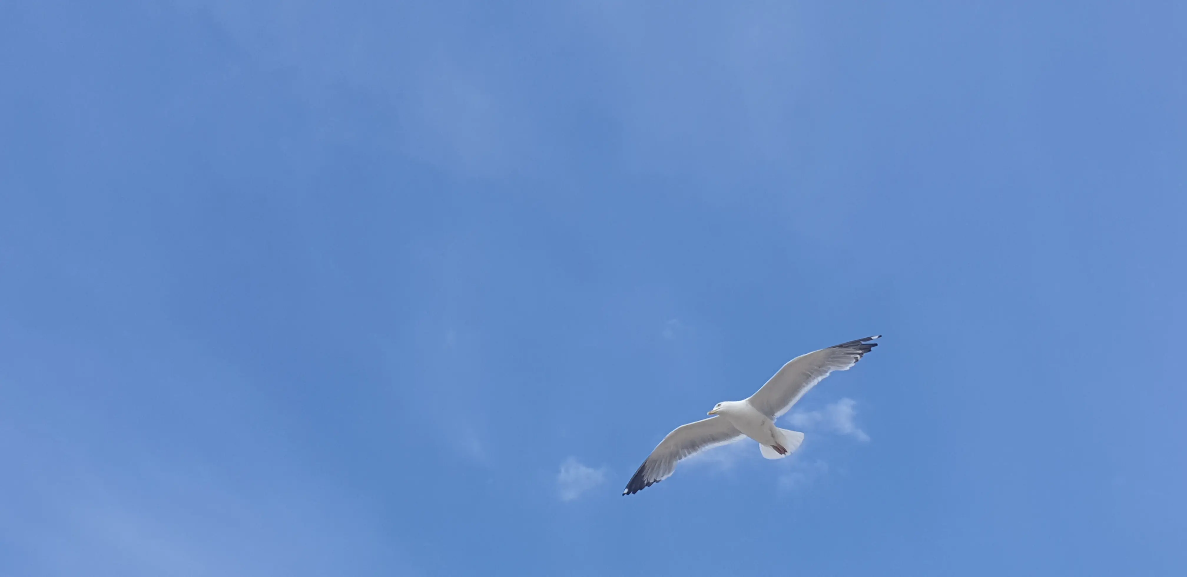 &Fotowelt - tiere\voegel