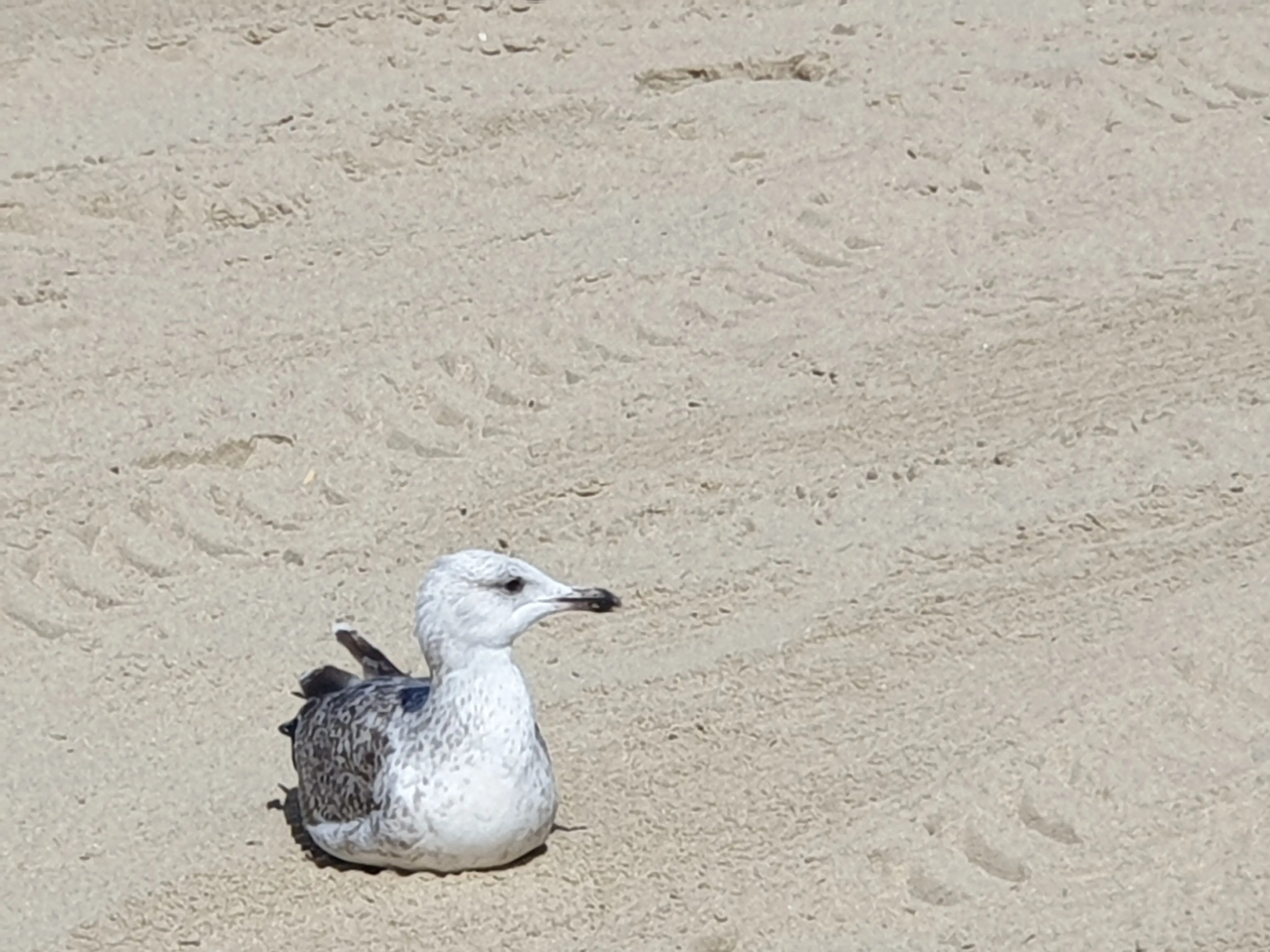 &Fotowelt - tiere\voegel