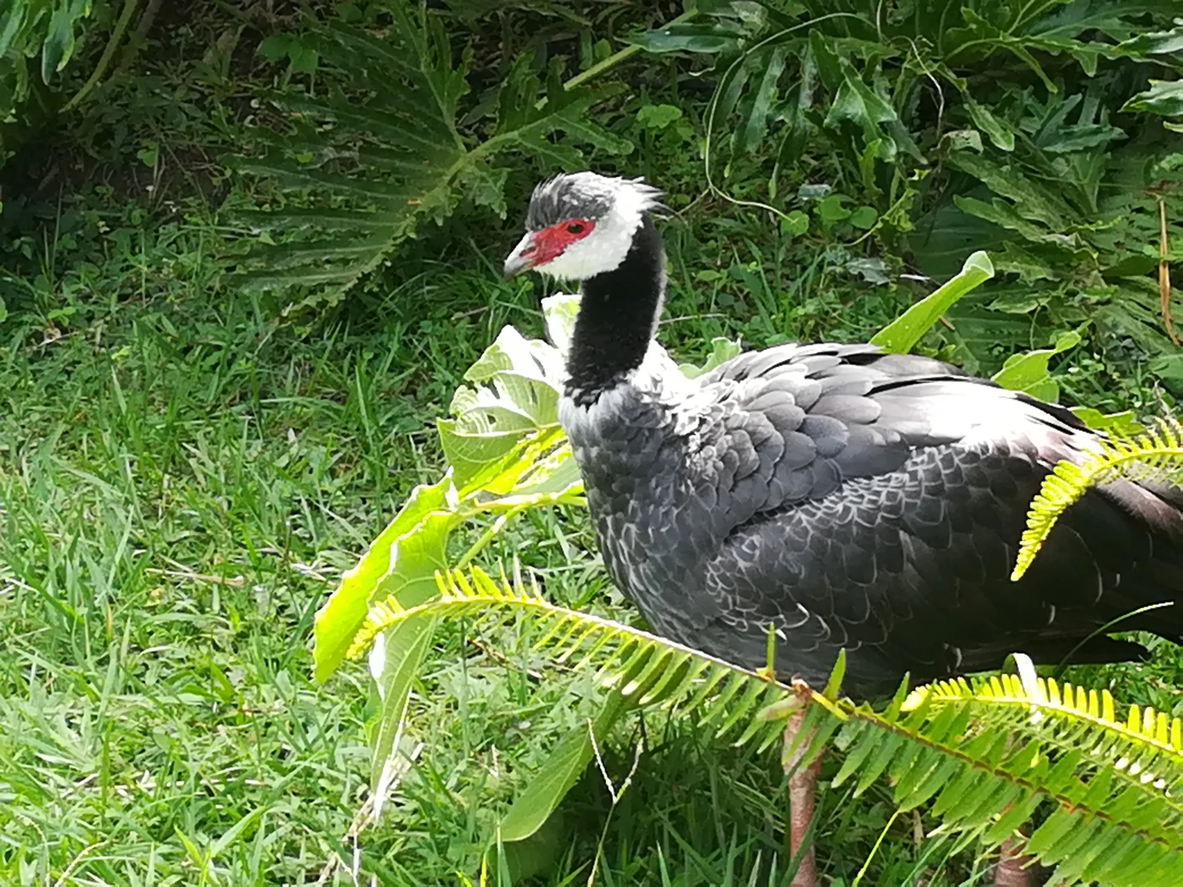 &Fotowelt - tiere\voegel