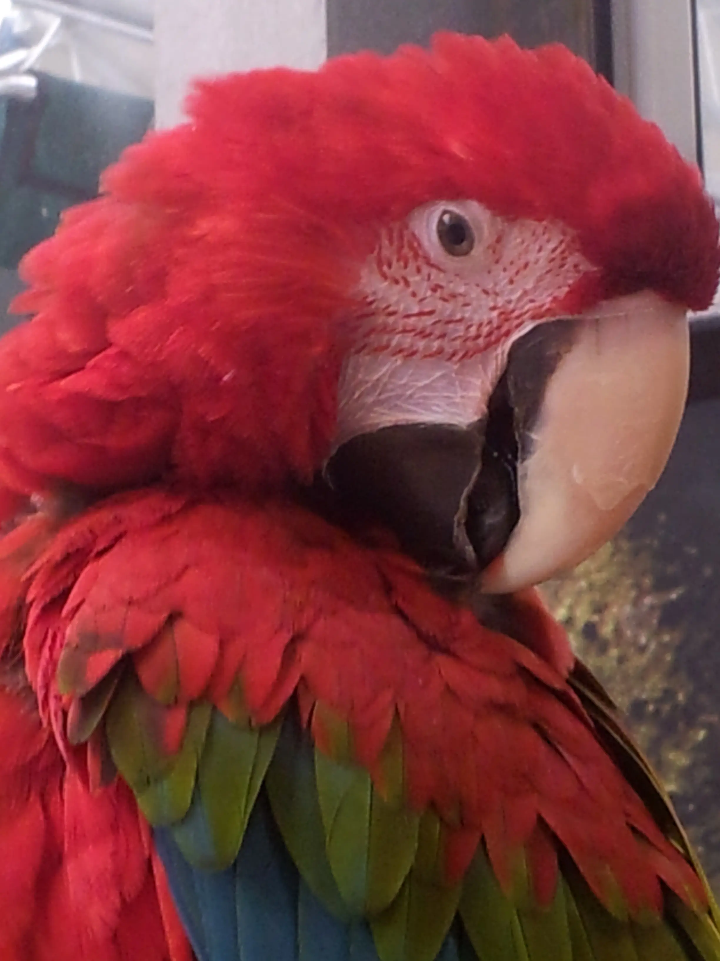 &Fotowelt - tiere\voegel