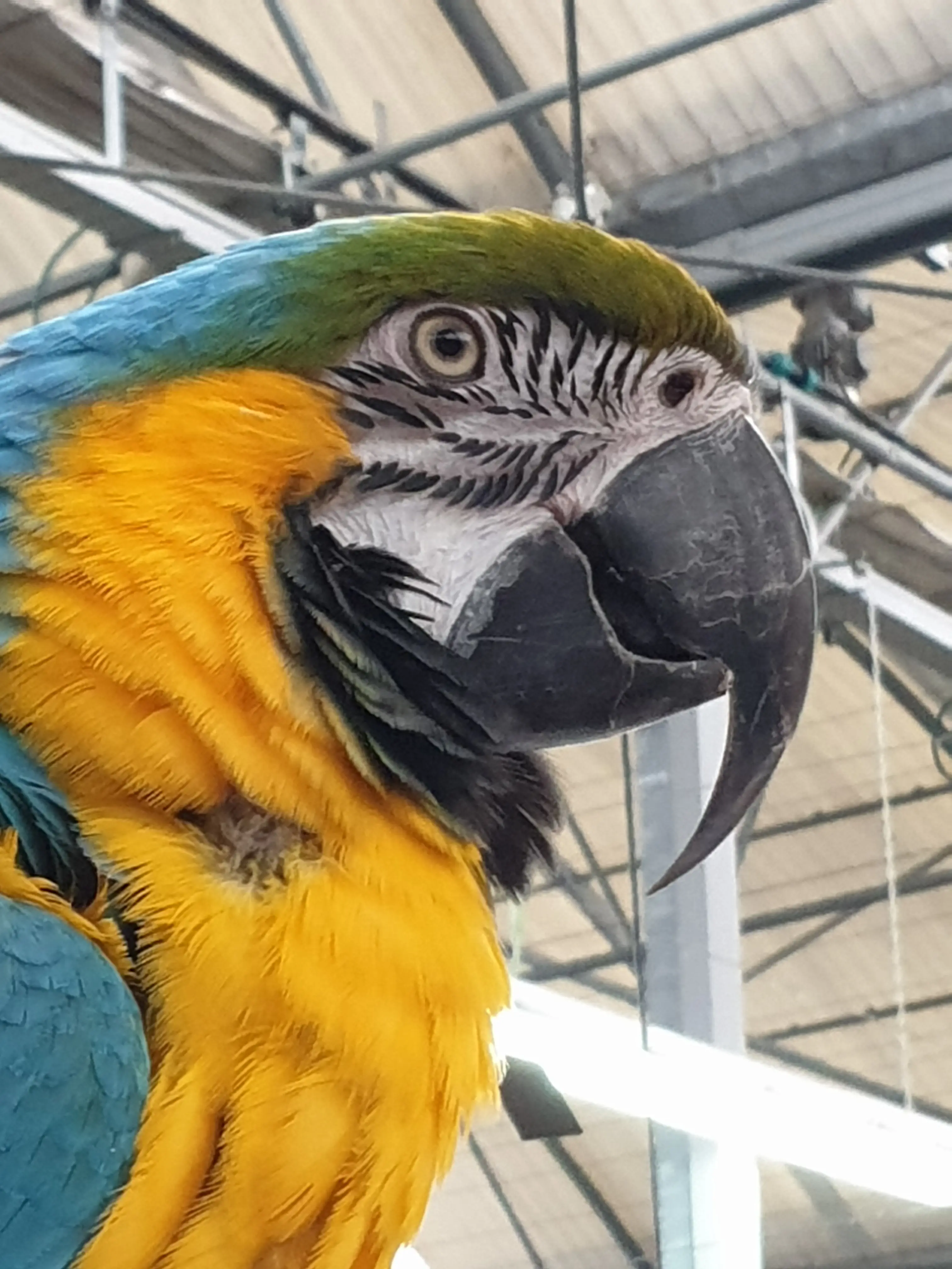 &Fotowelt - tiere\voegel