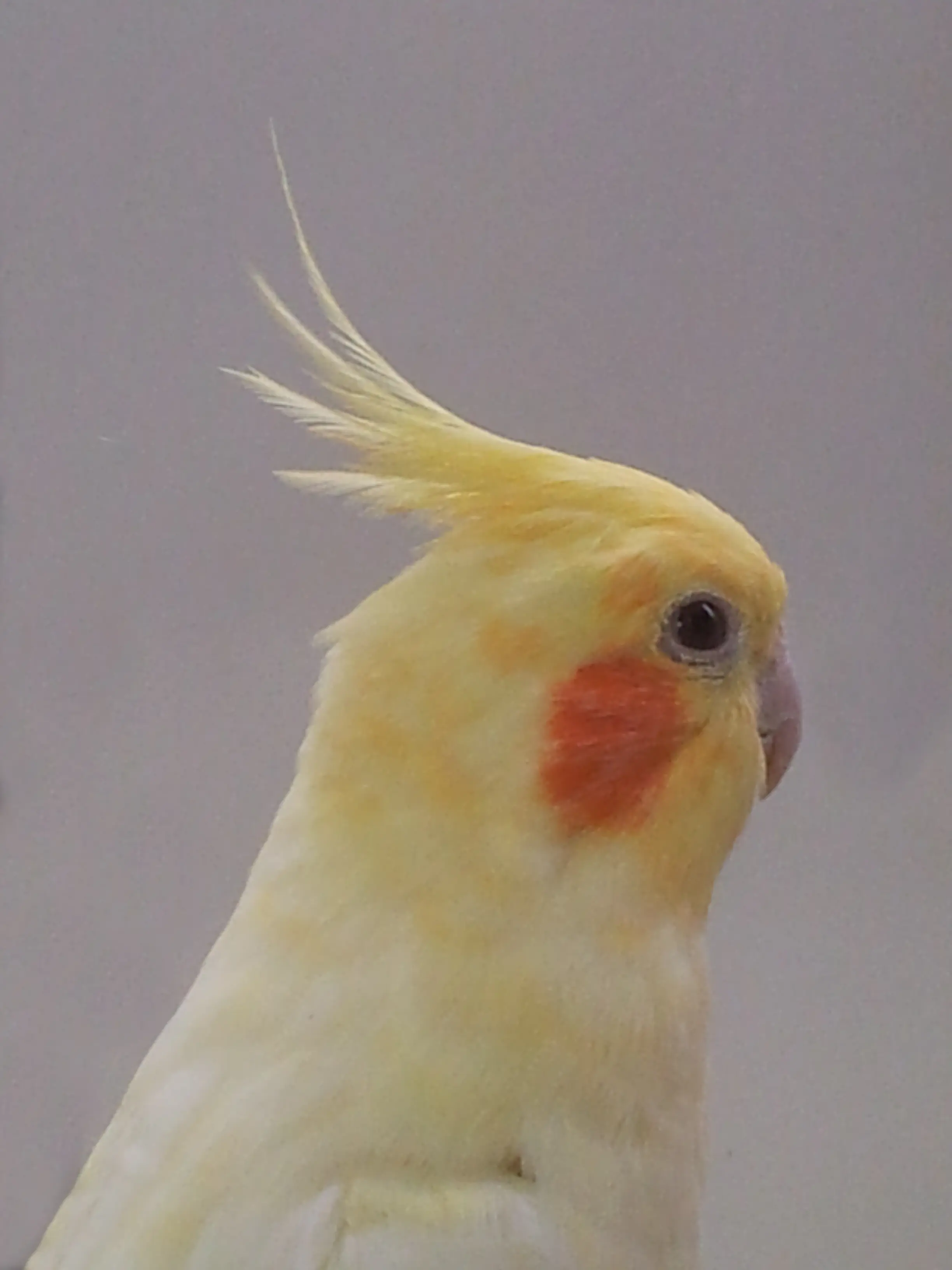 &Fotowelt - tiere\voegel