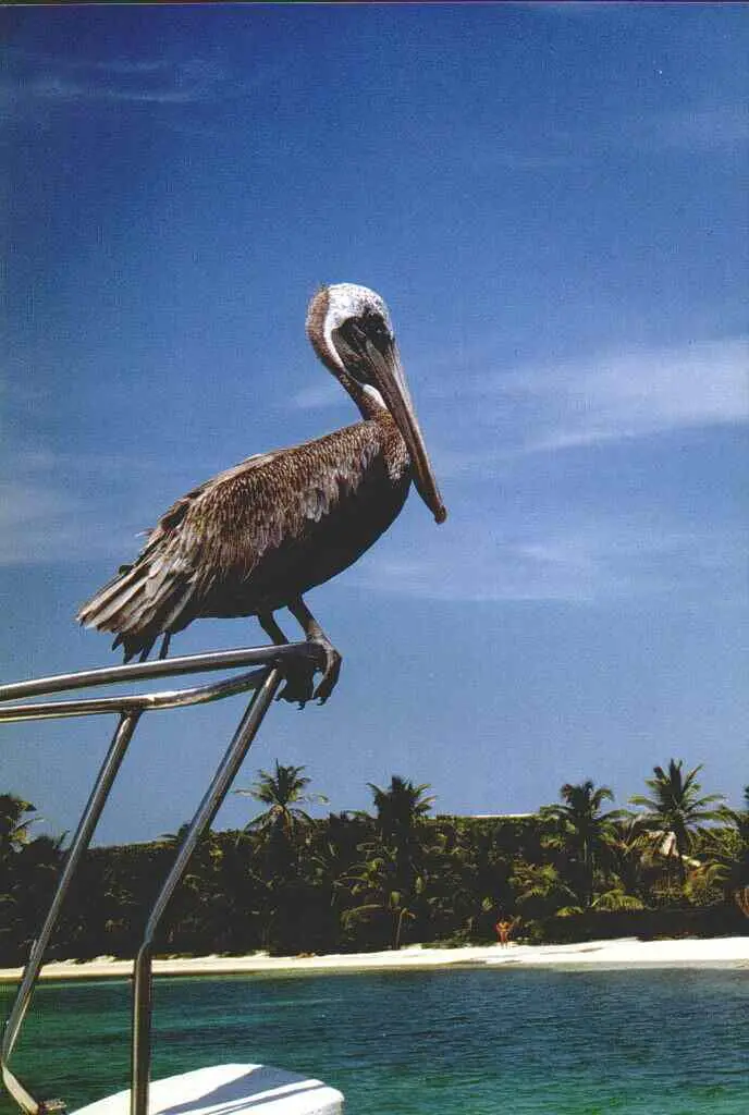 &Fotowelt - tiere\voegel