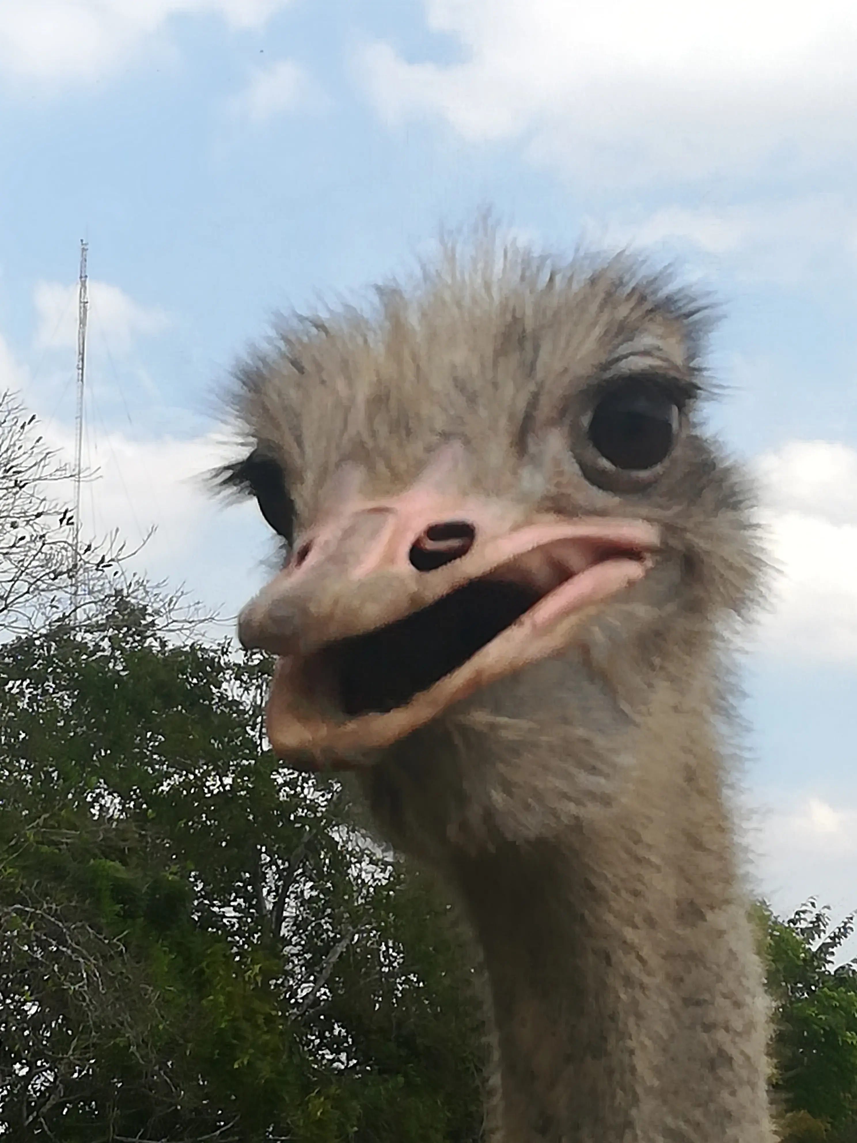 &Fotowelt - tiere\voegel