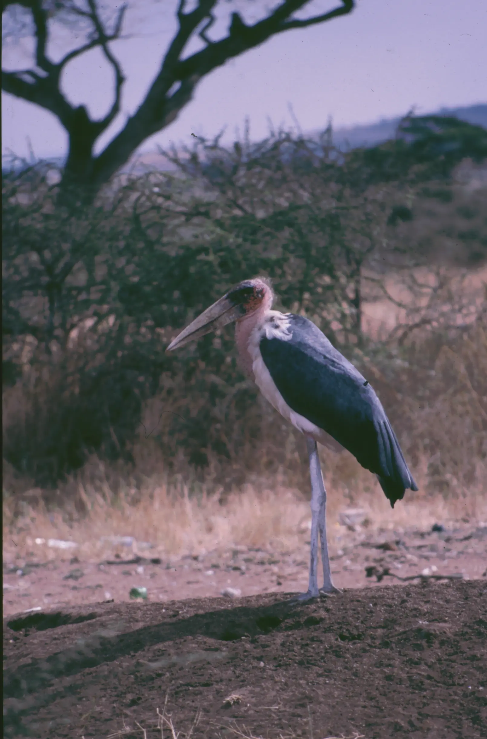 &Fotowelt - tiere\voegel