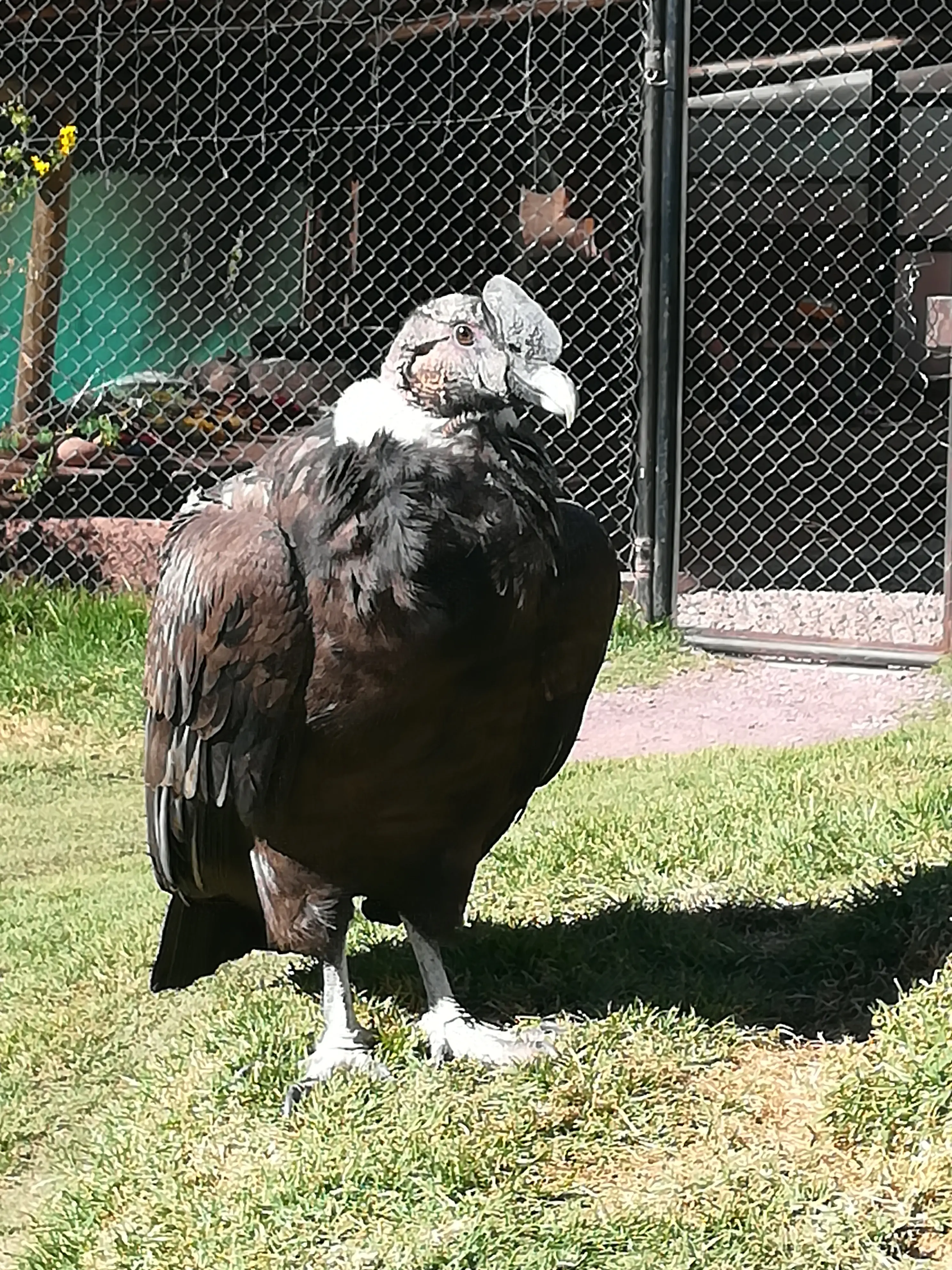 &Fotowelt - tiere\voegel