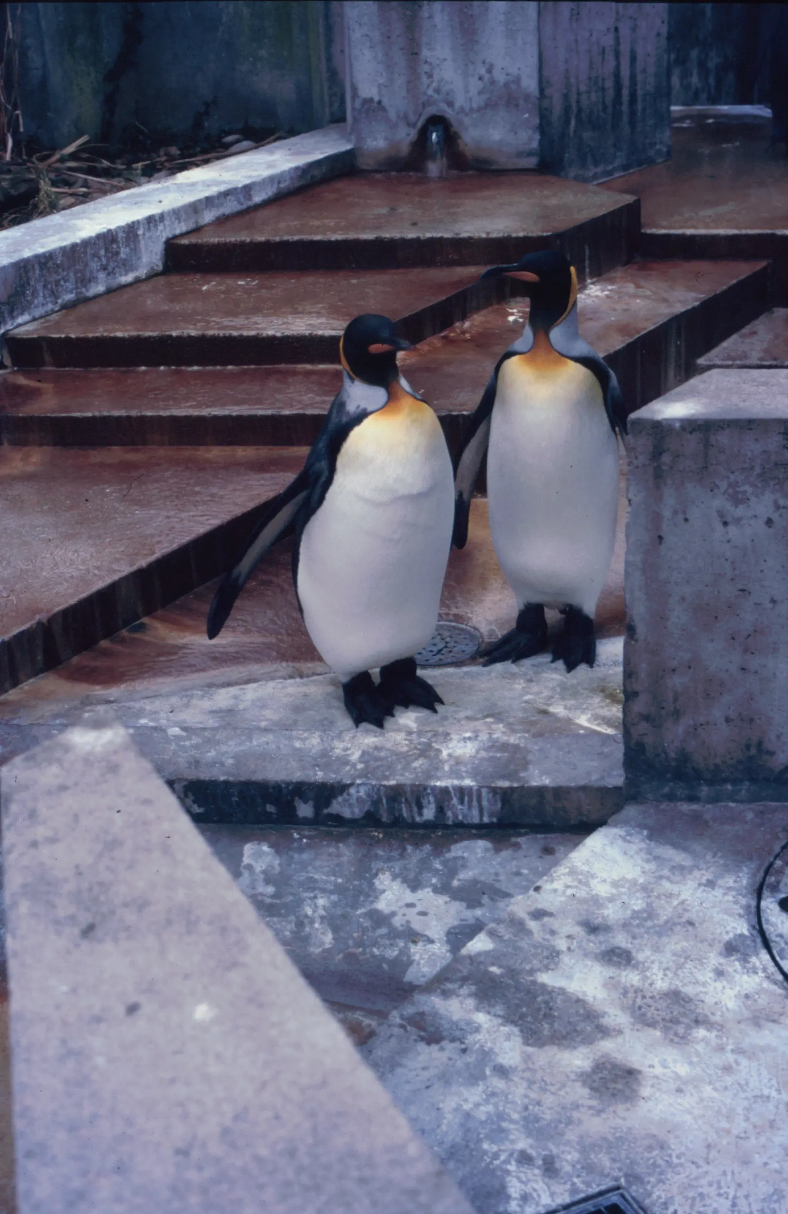 &Fotowelt - tiere\voegel