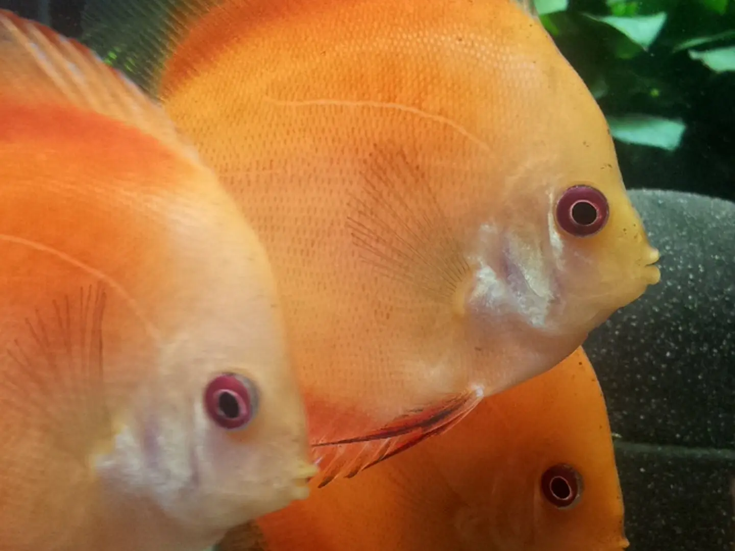 &Fotowelt - Fische