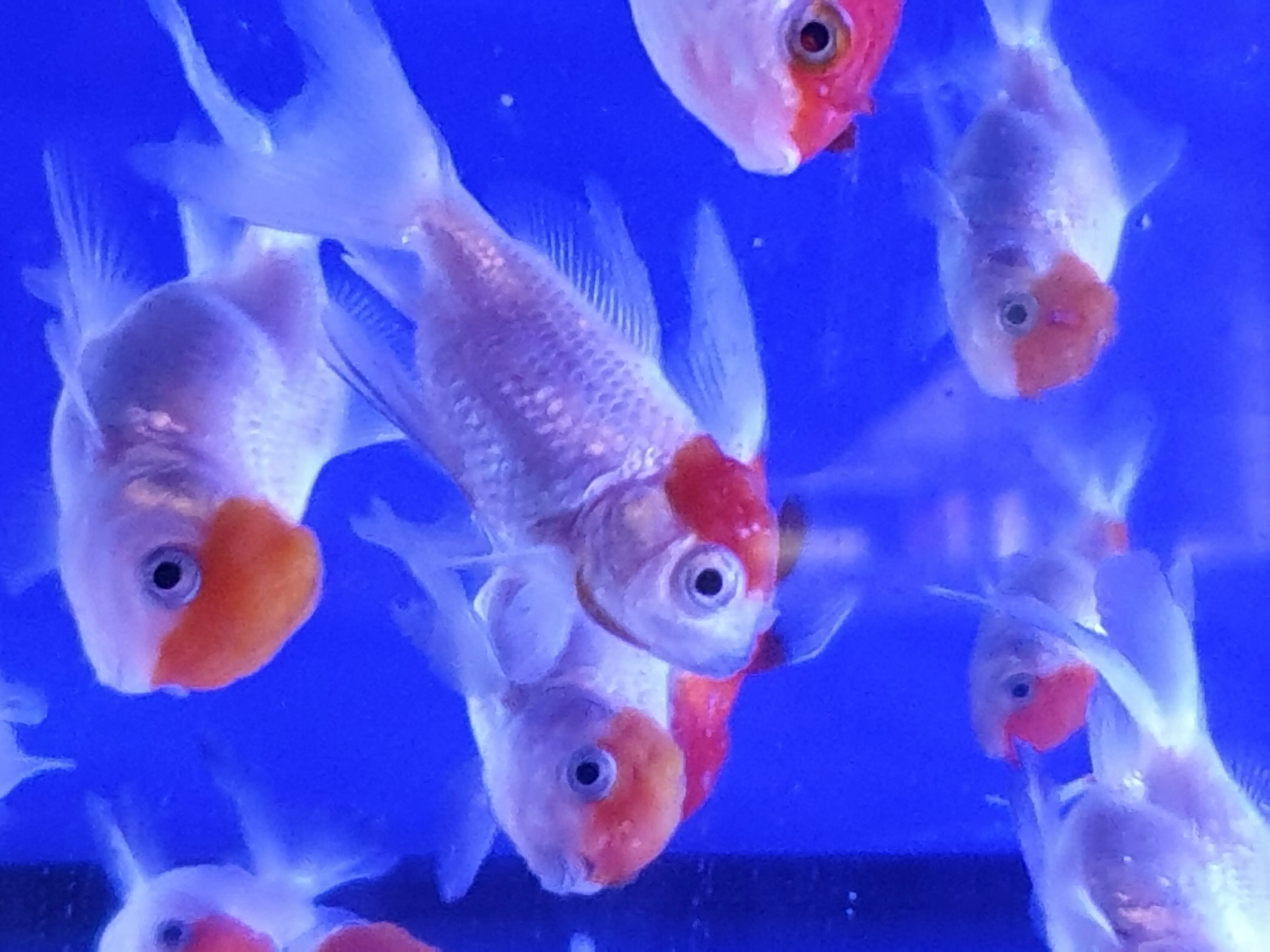 &Fotowelt - Fische
