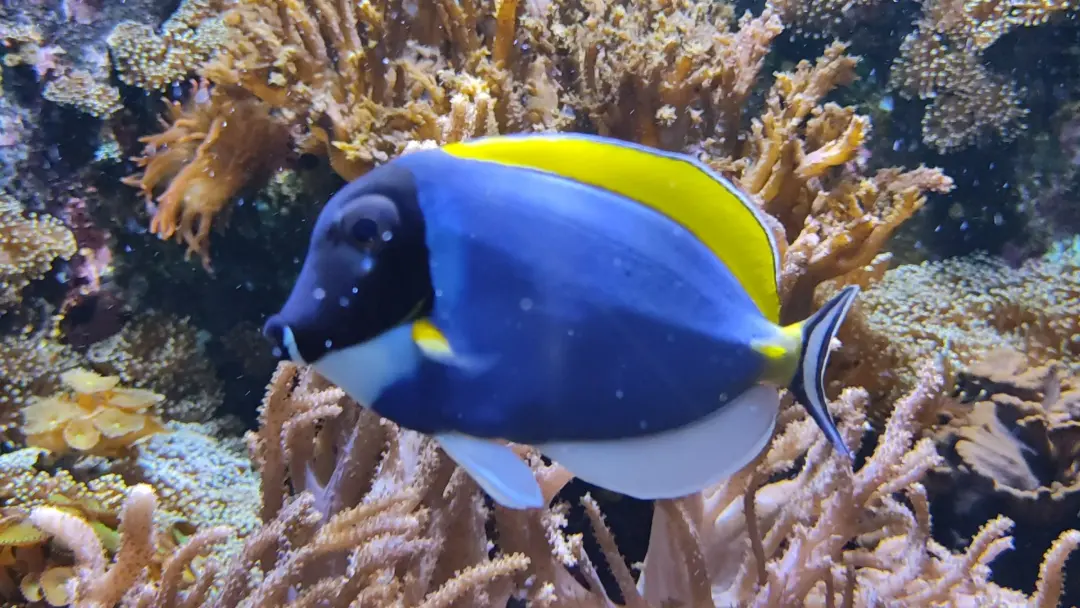&Fotowelt - Fische