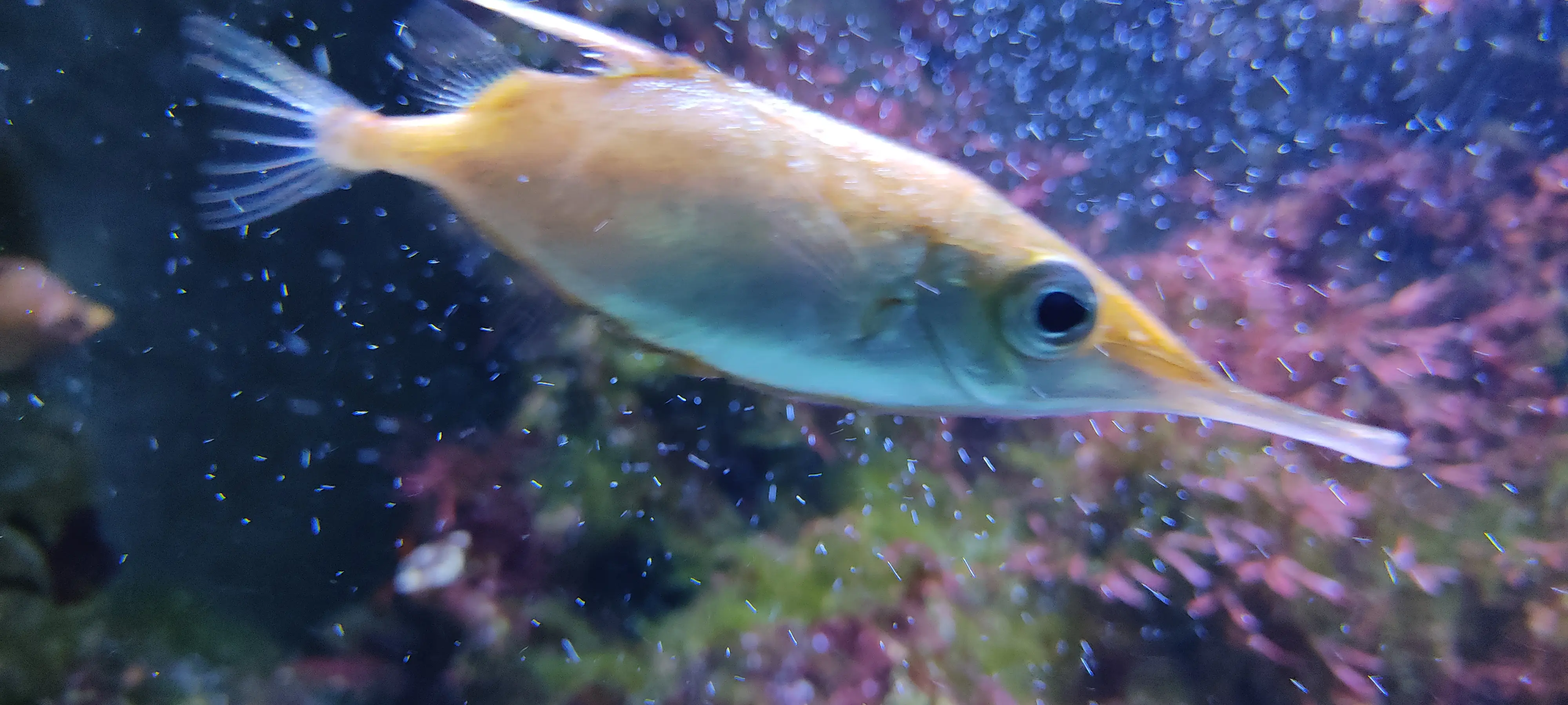 &Fotowelt - Fische