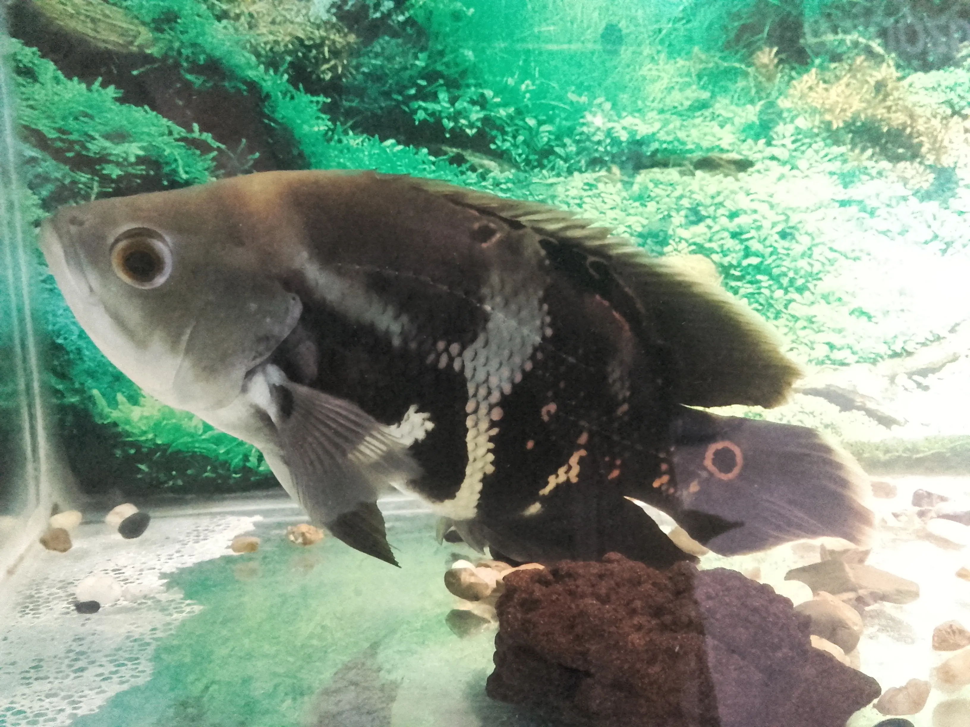 &Fotowelt - Fische
