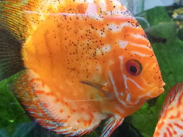 &Fotowelt - Fische
